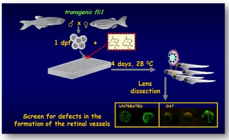 CHEMICAL SCREEN IN ZEBRAFISH: DISCOVERY OF DRUGS ABLE TO INFLUENCE THE DEVELOPMENT OF THE OCULAR VESSELS